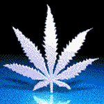 pic for Weed Leaf